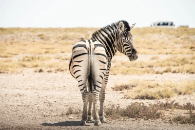 Zebra im Etosha-NP - Alexandra Pohlmann