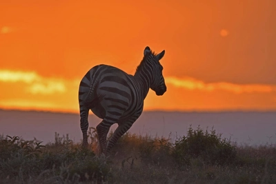 Zebra im Sonnenuntergang - Dirk Heckler