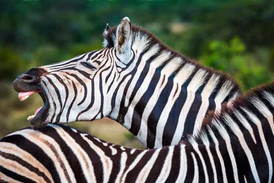 Zebras im Addo-Elefant-Nationalpark - LMspencer - © LMspencer / adobe.com