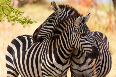 Zebras im Etosha-Nationalpark - Nadine Haase - © Nadine Haase / adobe.com