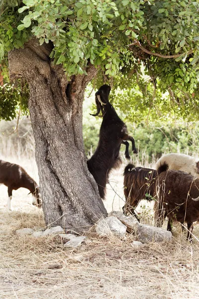 Ziegenherde - Cyprus Tourism Organisation - © markus bassler