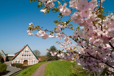 Zierkirschblüte am Lühedeich - - © Gemeinde Jork Zierkirschblüte_am Lühedeich