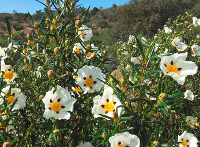 Zistrosen - Cornelia Hempel