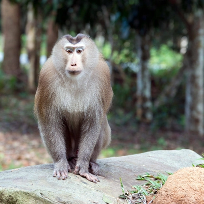 Affe im Nationalpark Khao Yai - Klaus Hoffmann