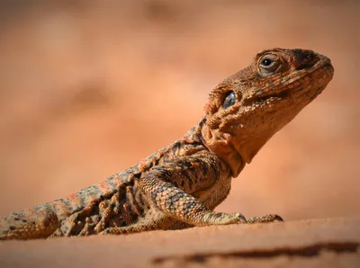 Agame im Wadi Rum - Dr. Claudia Stribny