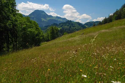 Almenwanderung mit Blick auf den Brünnstein - Gerd Thiel