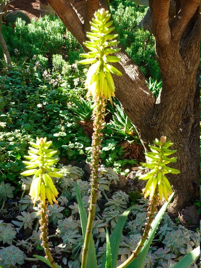 Aloe Vera - Lena Bohndorf