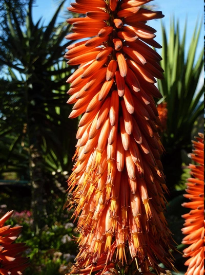 Aloe-Blütenpracht - Lena Bohndorf