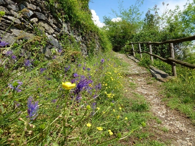 Auf der Wanderung von Cannero nach Cannobio - Patrick Kleinkorres