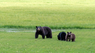 Bären im Clearwater Nationalpark - Klaus Hoffmann