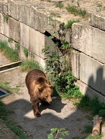 Bärenpark Bern - Miriam Zakaria