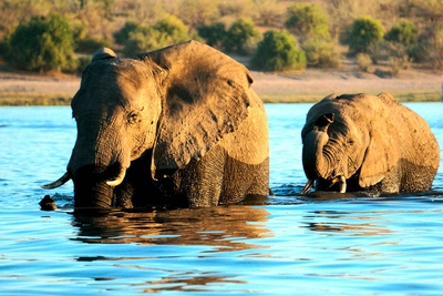 Begegnung im Chobe-Nationalpark - Alina Kirsten