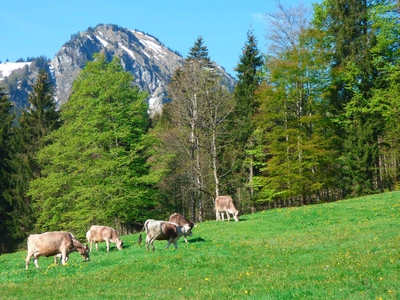 Bergwelten von Bad Hindelang - Andreas Happe