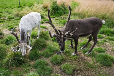 Besuch eines Sami-Rentiercamps - C H - © CH - Visitnorway.com