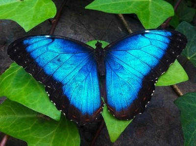 blauer Schmetterling - Tami - © Tami / adobe.com