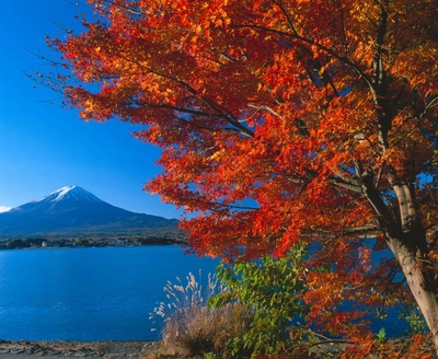 Blick zum Fuji zur Herbstlaubfärbung - JF Tours / Archiv