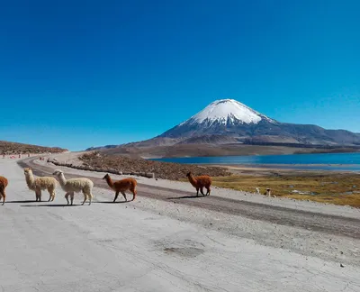 Blick auf den Vulkan Parinacota - Heidi Nürnberger - © Heidi Nürnberger