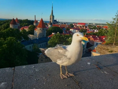 Blick auf Tallinn - Ina Wehner