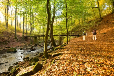 Blick in die Holzbachschlucht - Dominik Ketz - © Dominik Ketz / Rheinland-Pfalz Tourismus GmbH