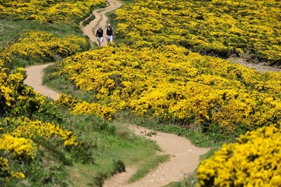 blühendes Hinterland bei St. Ives - Darek Wylezol