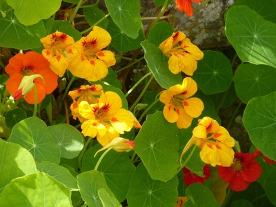 Blüten am Wegesrand - Sabine Hein