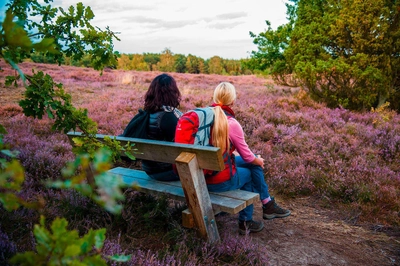 Die Lüneburger Heide in Blüte - TourismusMarketing Niedersachsen GmbH - © ToruismusMarketing Niedersachsen GmbH