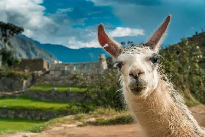 Ein Lama in den Ruinen von Machu Picchu - schame87 - © schame87 / Adobe.com