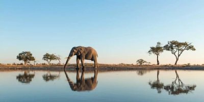 Elefant im Chobe-Nationalpark - Paul Souders/Danita Delimont - Paul Souders/Danita Delimont /Adobe.com