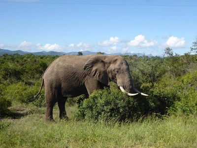 Elefant im Krüger Nationalpark - Jennifer Tiedemann