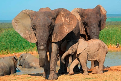 Elefantenfamilie im Addo-Elefant-Nationalpark - EcoView - © EcoView / adobe.com