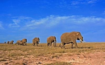 Elefantenherde im Samburu NP - Frank Wirth