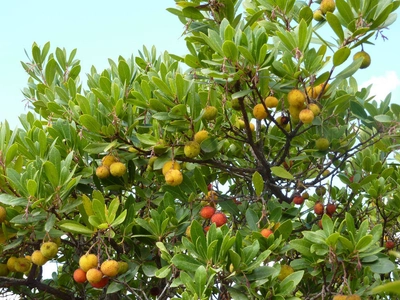 Erdbeerbaum (Medronho) - Lena Bohndorf