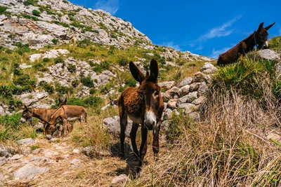 Esel am Puig de Galatzó - Tolo - © Tolo / adobe.com