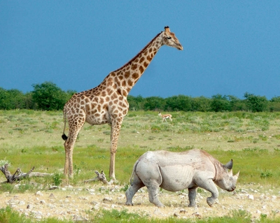 Etosha Nationalpark - Johanna Bayerl