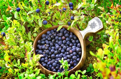 finnische Blaubeeren - Visit Finland - © Visit Finland