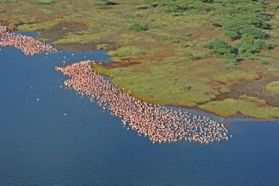 Flamingos am Lake Elementeita - Frank Wirth