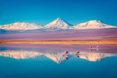 Flamingos am Salar de Atacama - Delphotostock - © Delphotostock / Adobe.com