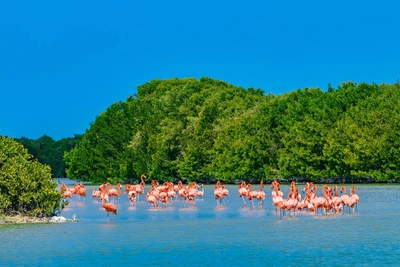 Flamingos im Nationalpark Celestún - WitR - © WitR / Adobe.com