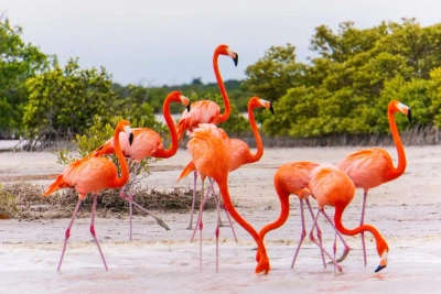 Flamingos in der Ría Lagartos - vermontalm - © vermontalm / Adobe.com