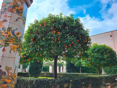 Frühlingsblüte im Kloster Santa Chiara in Neapel - Mareike Potrikus