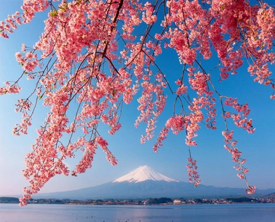 Fuji in der Kirschblüte - Sato Hitoshi