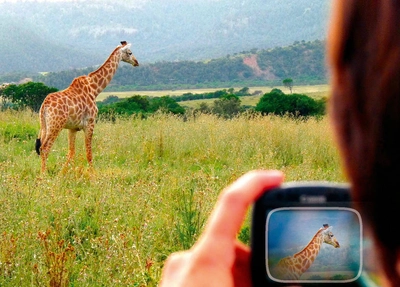 Giraffe im Kariega Game Reserve - Bernd Wolterstorff