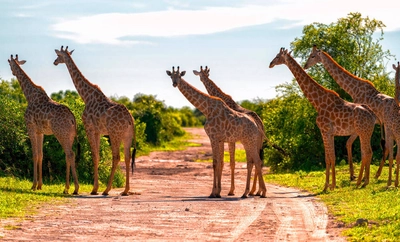 Giraffen im Chobe-Nationalpark - Stephan Röger / Adobe.com - © Stephan Röger / Adobe.com