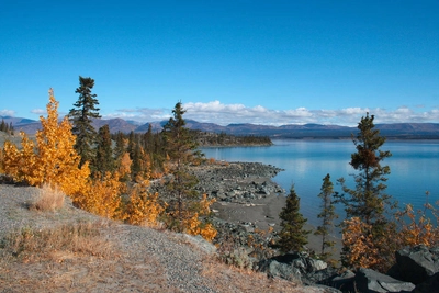 Goldener Yukon im Herbst - Sascha Thom