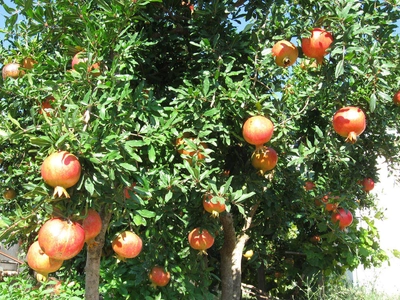 Grantapfelbaum - Marzena Horsch