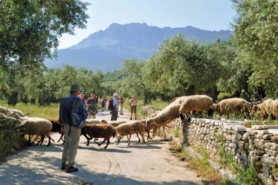 Gruppe mit Schafen auf Thassos - Sabine Streck