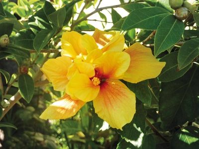 Hibiskus - Lena Bohndorf