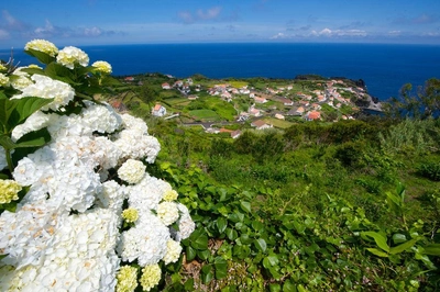 Hortensienblüte auf São Jorge - Darek Wylezol