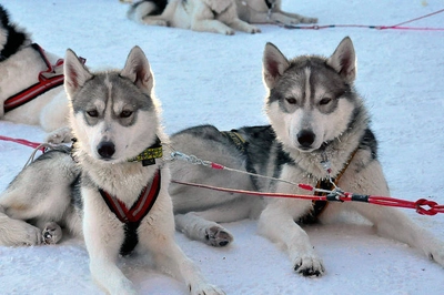 Huskys machen Pause - Lapplands Drag