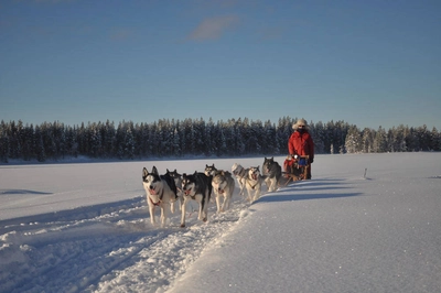 Huskytour - Lapplands Drag